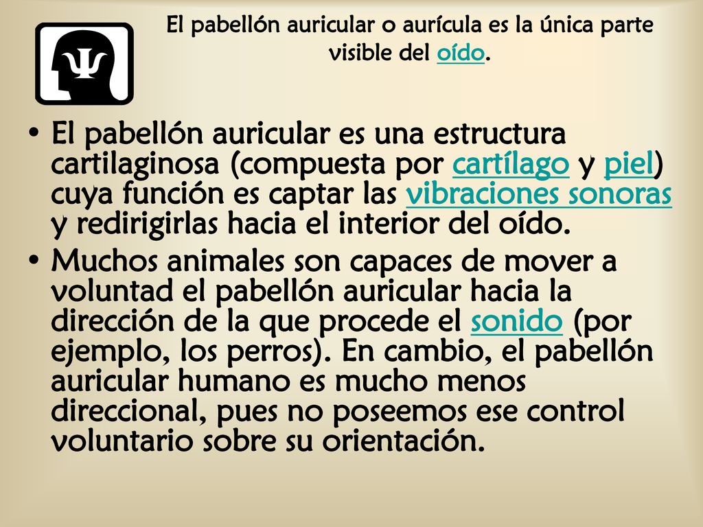 El pabellón auricular o aurícula es la única parte visible del oído.
