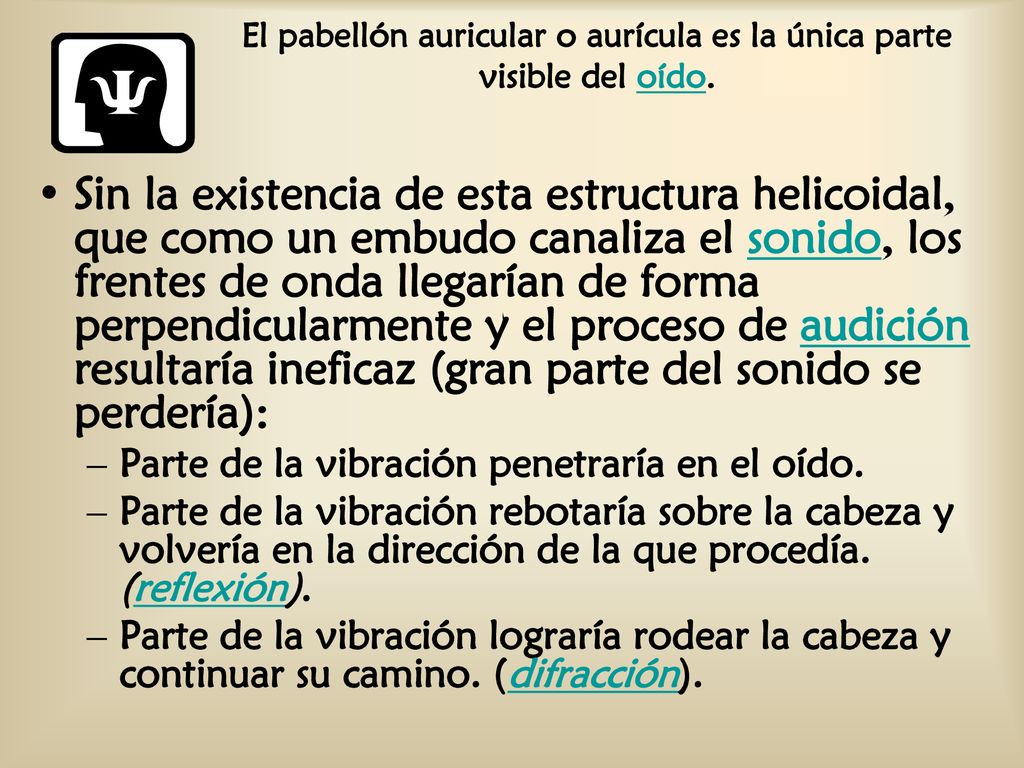 El pabellón auricular o aurícula es la única parte visible del oído.