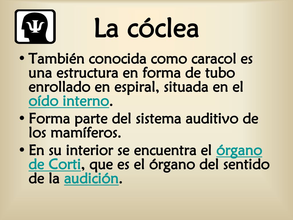La cóclea También conocida como caracol es una estructura en forma de tubo enrollado en espiral, situada en el oído interno.