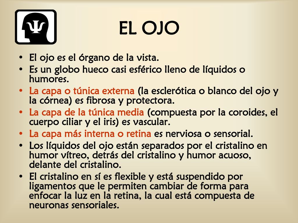 EL OJO El ojo es el órgano de la vista.