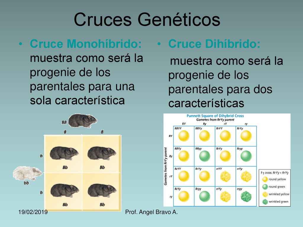 Cruces Genéticos Cruce Monohíbrido: muestra como será la progenie de los parentales para una sola característica.