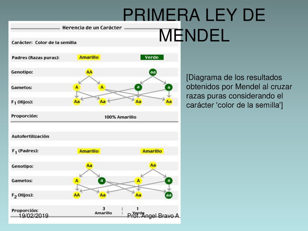 PRIMERA LEY DE MENDEL [Diagrama de los resultados obtenidos por Mendel al cruzar razas puras considerando el carácter color de la semilla ]