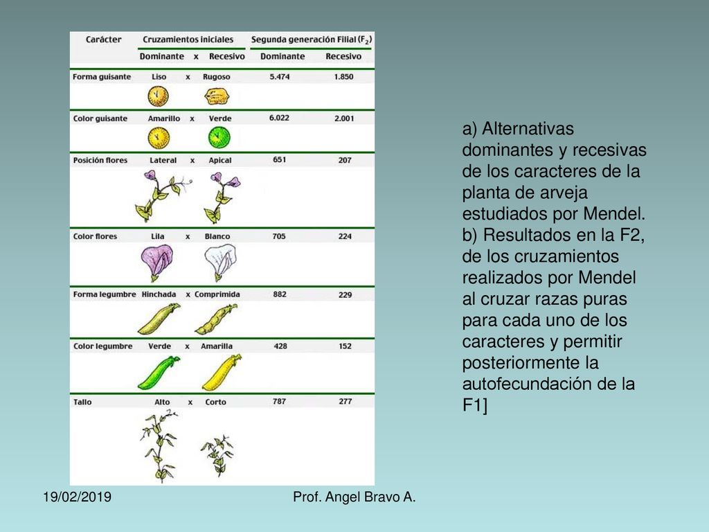a) Alternativas dominantes y recesivas de los caracteres de la planta de arveja estudiados por Mendel. b) Resultados en la F2, de los cruzamientos realizados por Mendel al cruzar razas puras para cada uno de los caracteres y permitir posteriormente la autofecundación de la F1]