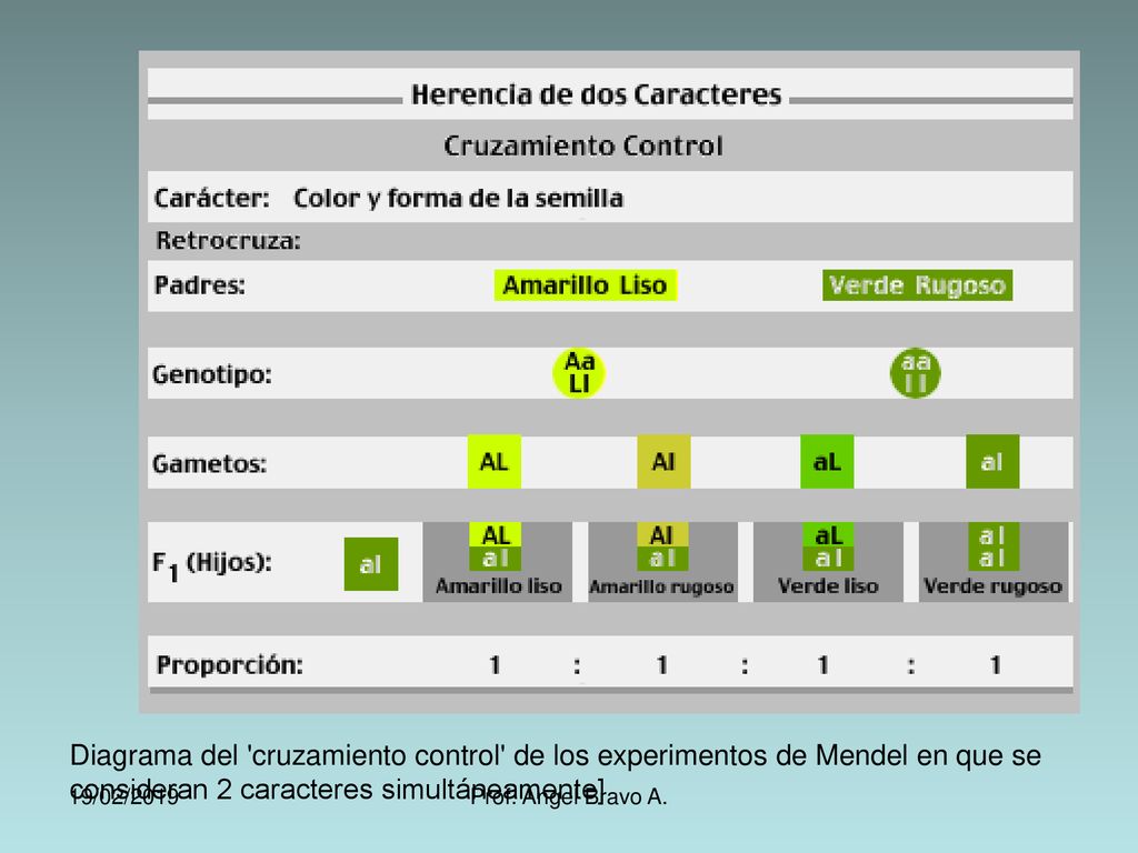 Diagrama del cruzamiento control de los experimentos de Mendel en que se consideran 2 caracteres simultáneamente]