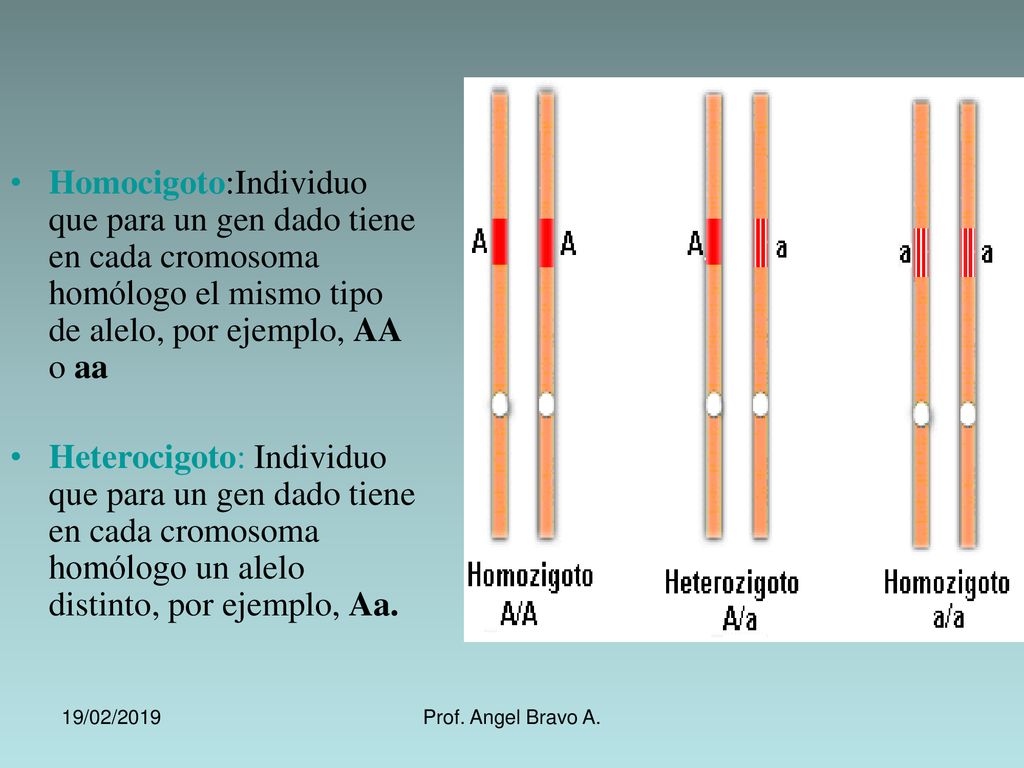 Homocigoto:Individuo que para un gen dado tiene en cada cromosoma homólogo el mismo tipo de alelo, por ejemplo, AA o aa