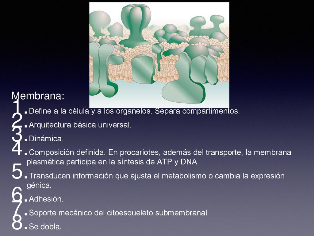Membrana: Define a la célula y a los organelos. Separa compartimentos.