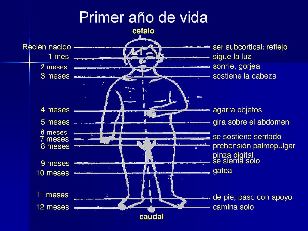 Primer año de vida cefalo Recién nacido ser subcortical: reflejo 1 mes