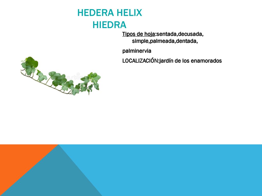 HEDERA HELIX HIEDRA Tipos de hoja:sentada,decusada, simple,palmeada,dentada,