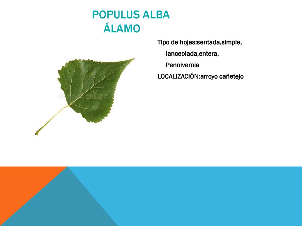POPULUS ALBA ÁLAMO Tipo de hojas:sentada,simple, lanceolada,entera,