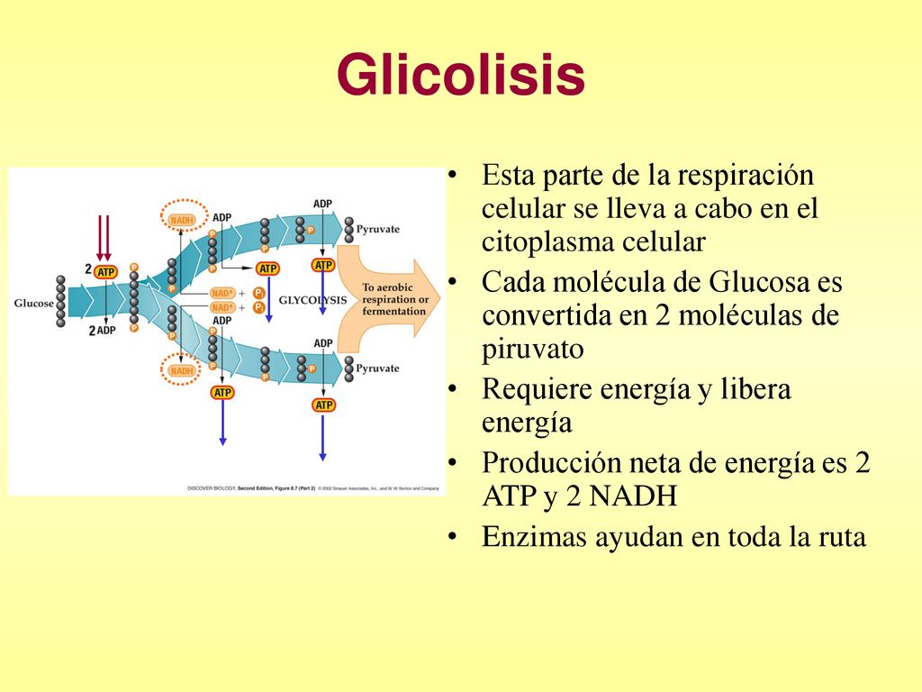 Glicolisis Esta parte de la respiración celular se lleva a cabo en el citoplasma celular.