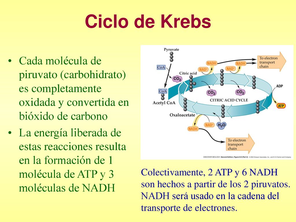 Ciclo de Krebs Cada molécula de piruvato (carbohidrato) es completamente oxidada y convertida en bióxido de carbono.