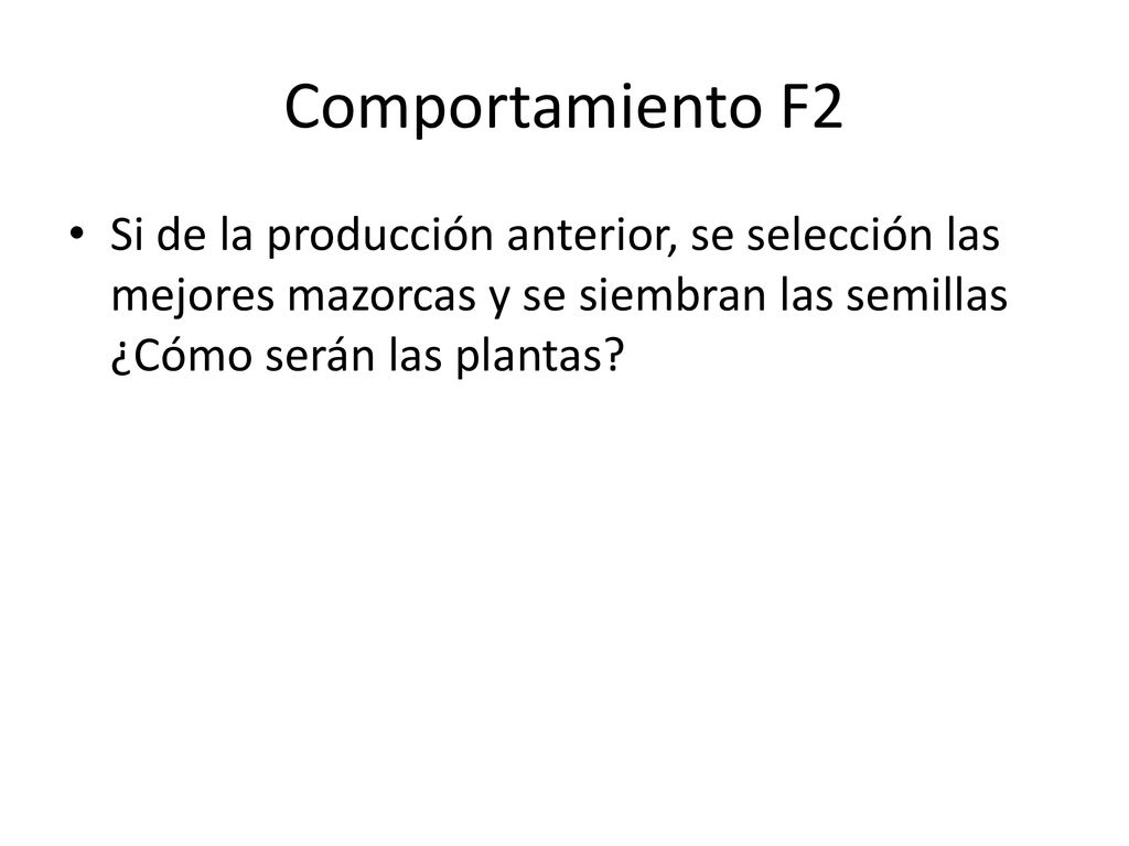 Comportamiento F2 Si de la producción anterior, se selección las mejores mazorcas y se siembran las semillas ¿Cómo serán las plantas
