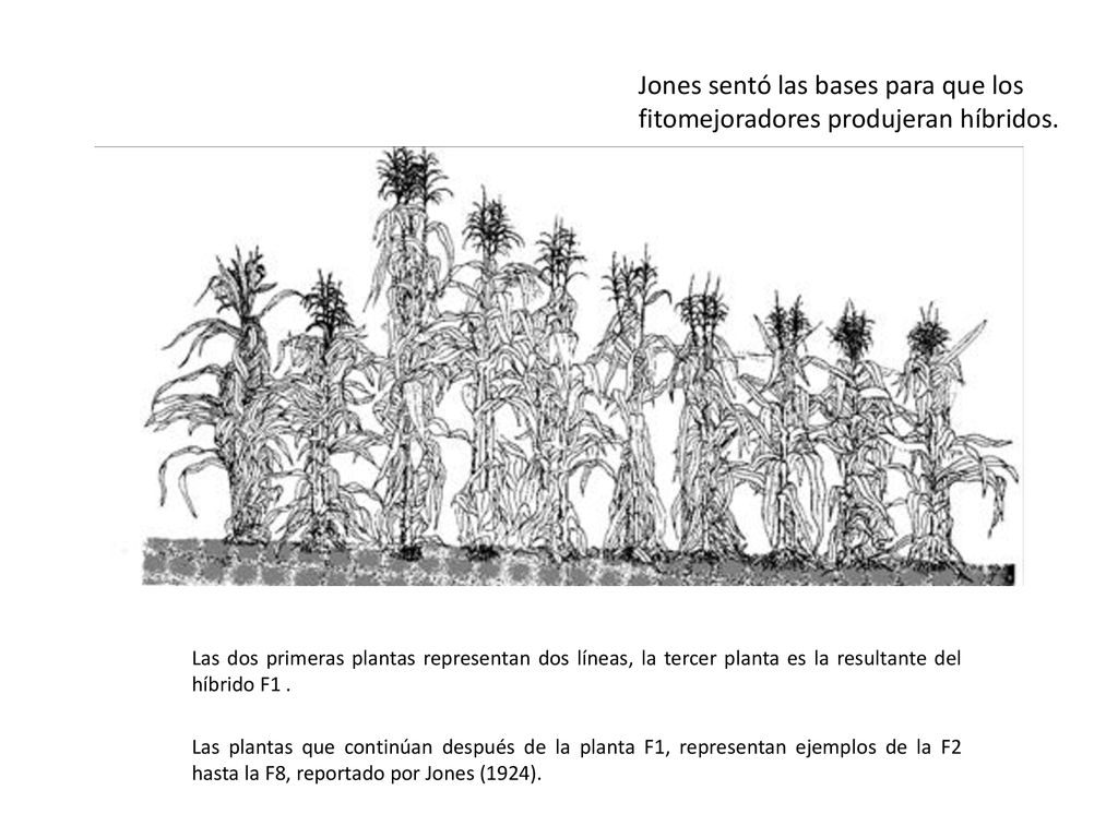 Jones sentó las bases para que los fitomejoradores produjeran híbridos.