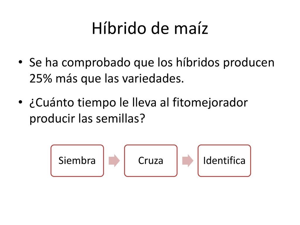 Híbrido de maíz Se ha comprobado que los híbridos producen 25% más que las variedades.