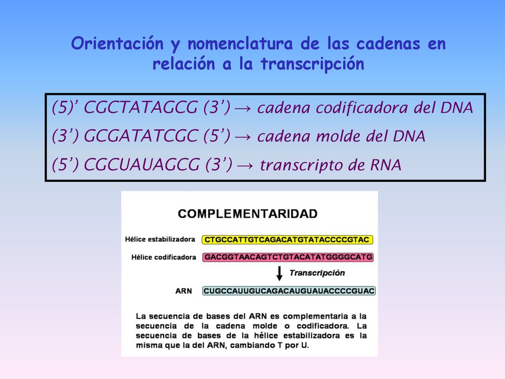 Orientación y nomenclatura de las cadenas en relación a la transcripción