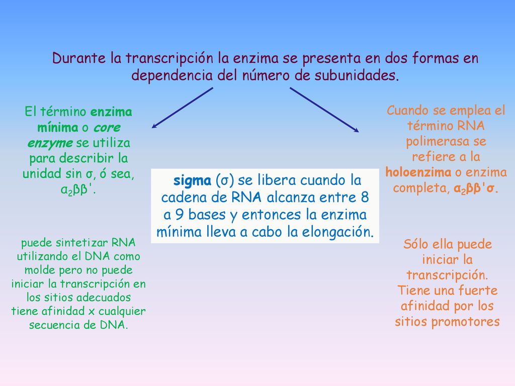 Durante la transcripción la enzima se presenta en dos formas en dependencia del número de subunidades.