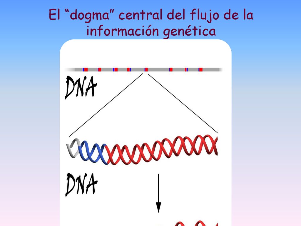 El dogma central del flujo de la información genética