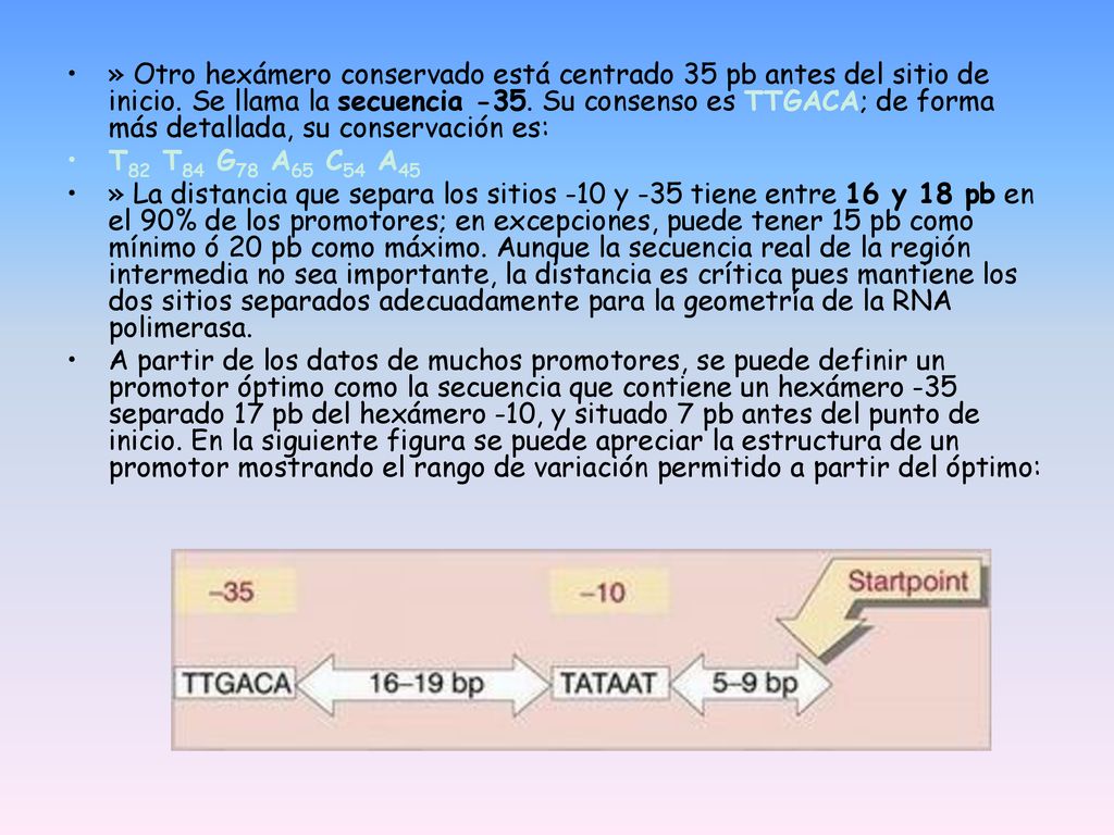 » Otro hexámero conservado está centrado 35 pb antes del sitio de inicio. Se llama la secuencia -35. Su consenso es TTGACA; de forma más detallada, su conservación es: