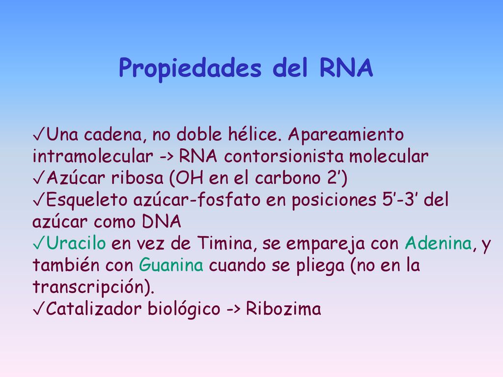 Propiedades del RNA Una cadena, no doble hélice. Apareamiento intramolecular -> RNA contorsionista molecular.