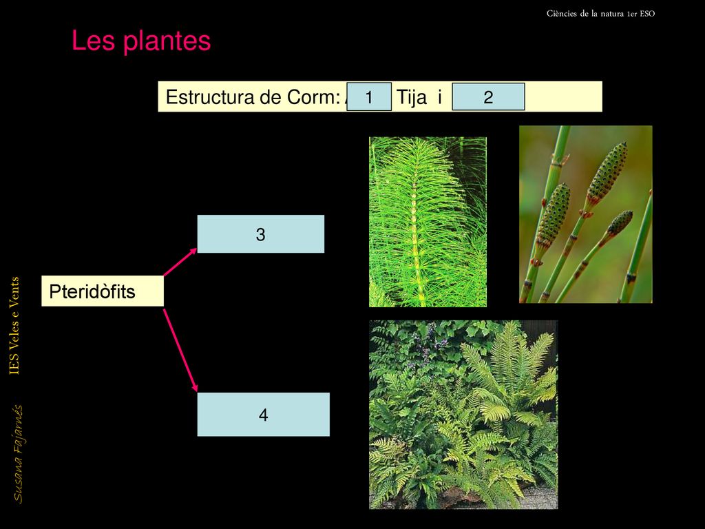 Les plantes Estructura de Corm: Arrel, Tija i Fulles Pteridòfits 1 2 3