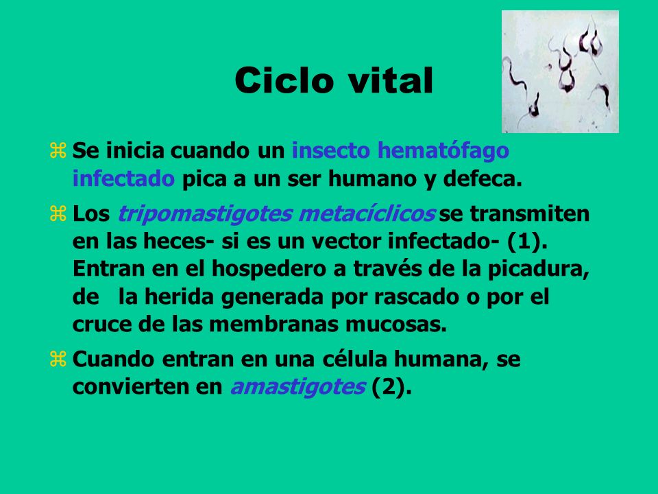 Ciclo vital Se inicia cuando un insecto hematófago infectado pica a un ser humano y defeca.