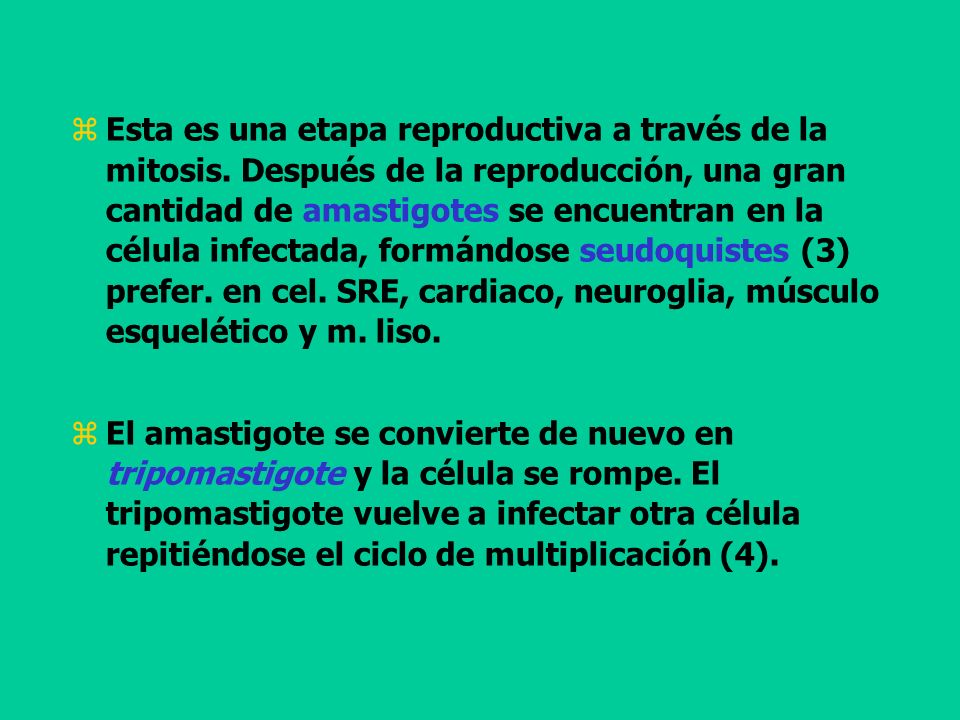 Esta es una etapa reproductiva a través de la mitosis