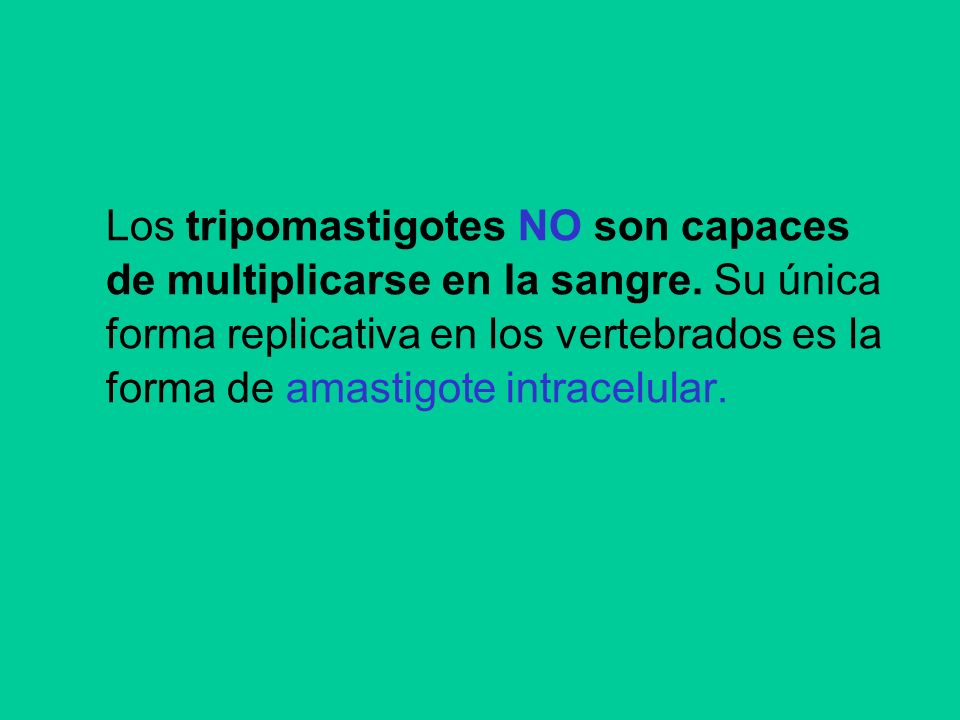 Los tripomastigotes NO son capaces de multiplicarse en la sangre