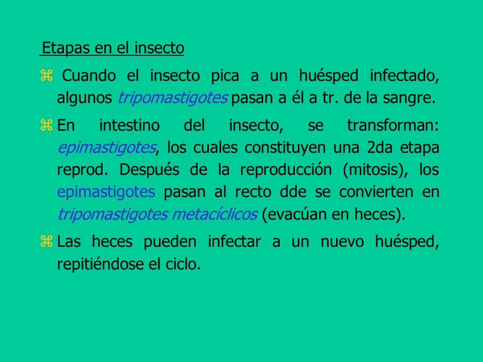 Las heces pueden infectar a un nuevo huésped, repitiéndose el ciclo.