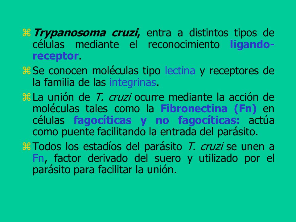 Trypanosoma cruzi, entra a distintos tipos de células mediante el reconocimiento ligando- receptor.