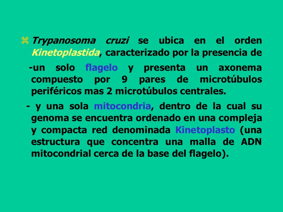 Trypanosoma cruzi se ubica en el orden Kinetoplastida, caracterizado por la presencia de