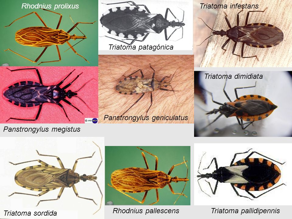Rhodnius prolixus Triatoma infestans. Triatoma patagónica. Triatoma dimidiata. Panstrongylus geniculatus.