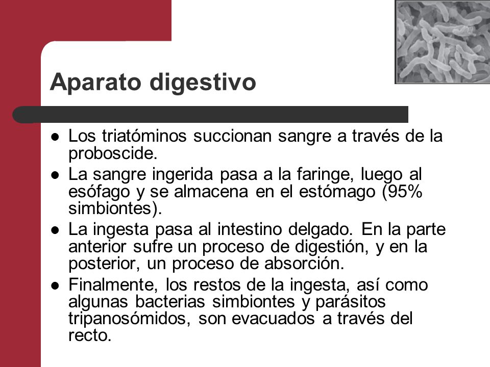 Aparato digestivo Los triatóminos succionan sangre a través de la proboscide.
