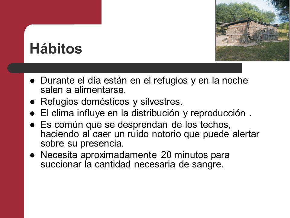 Hábitos Durante el día están en el refugios y en la noche salen a alimentarse. Refugios domésticos y silvestres.
