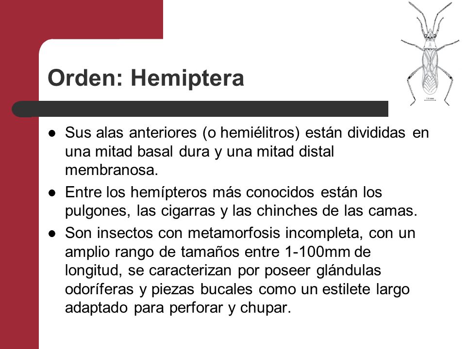 Orden: Hemiptera Sus alas anteriores (o hemiélitros) están divididas en una mitad basal dura y una mitad distal membranosa.