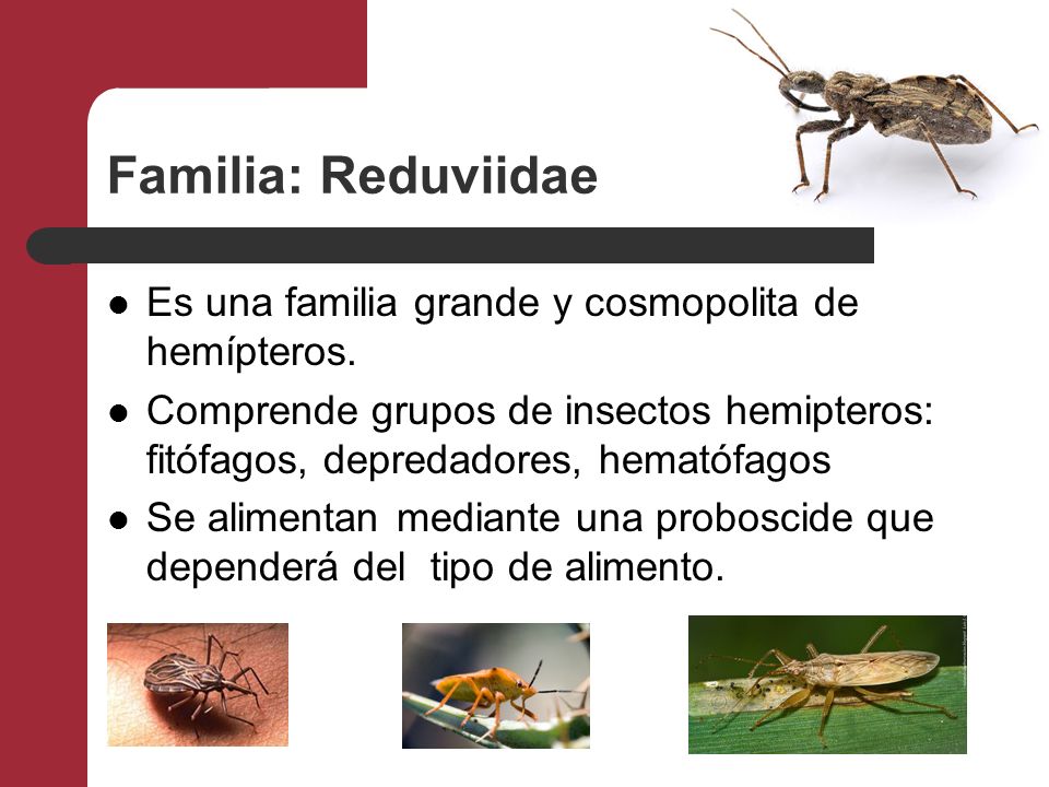 Familia: Reduviidae Es una familia grande y cosmopolita de hemípteros.