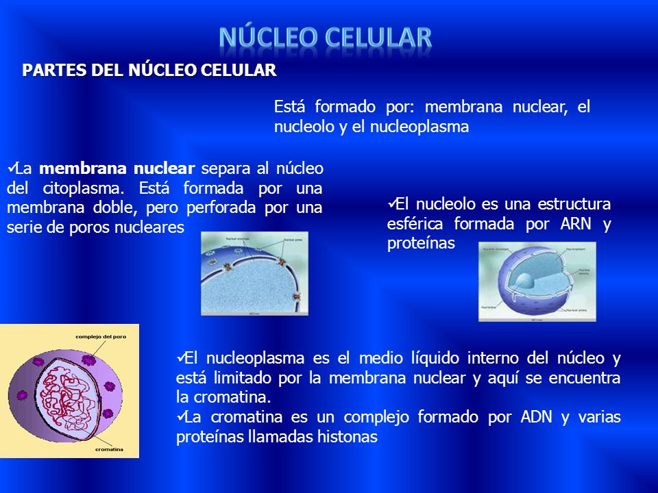 nÚcleo celular PARTES DEL NÚCLEO CELULAR