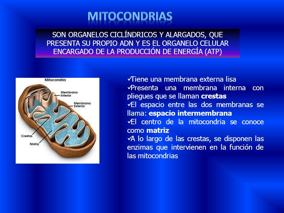 Mitocondrias SON ORGANELOS CICLÍNDRICOS Y ALARGADOS, QUE PRESENTA SU PROPIO ADN Y ES EL ORGANELO CELULAR ENCARGADO DE LA PRODUCCIÓN DE ENERGÍA (ATP)