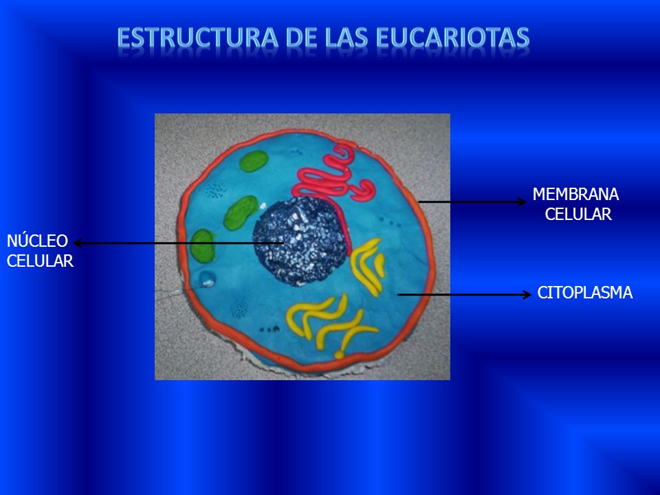 ESTRUCTURA DE LAS eucariotas