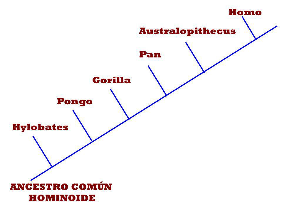 Homo Australopithecus Pan Gorilla Pongo Hylobates ANCESTRO COMÚN HOMINOIDE