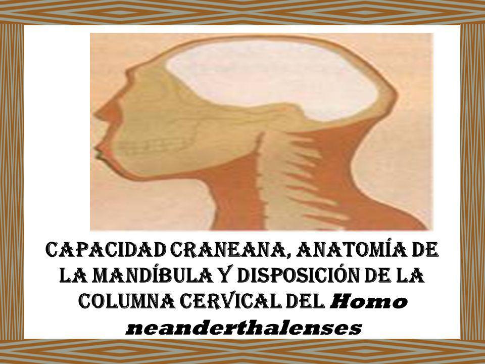 Capacidad Craneana, Anatomía de la Mandíbula y Disposición de La Columna Cervical del Homo neanderthalenses