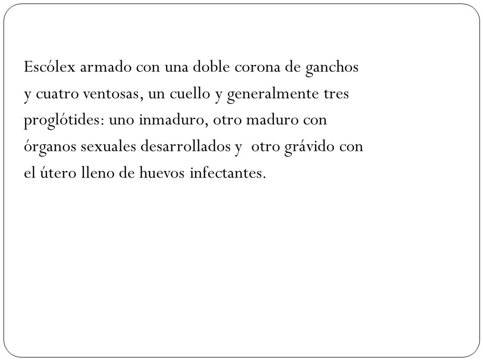 Escólex armado con una doble corona de ganchos y cuatro ventosas, un cuello y generalmente tres proglótides: uno inmaduro, otro maduro con órganos sexuales desarrollados y otro grávido con el útero lleno de huevos infectantes.