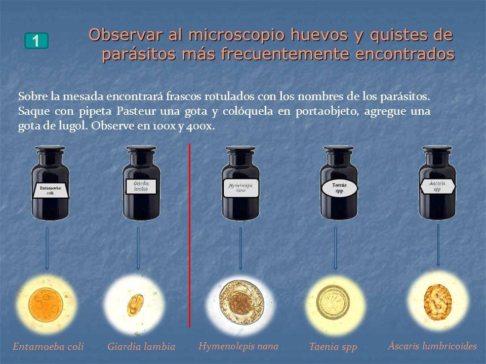 Observar al microscopio huevos y quistes de parásitos más frecuentemente encontrados