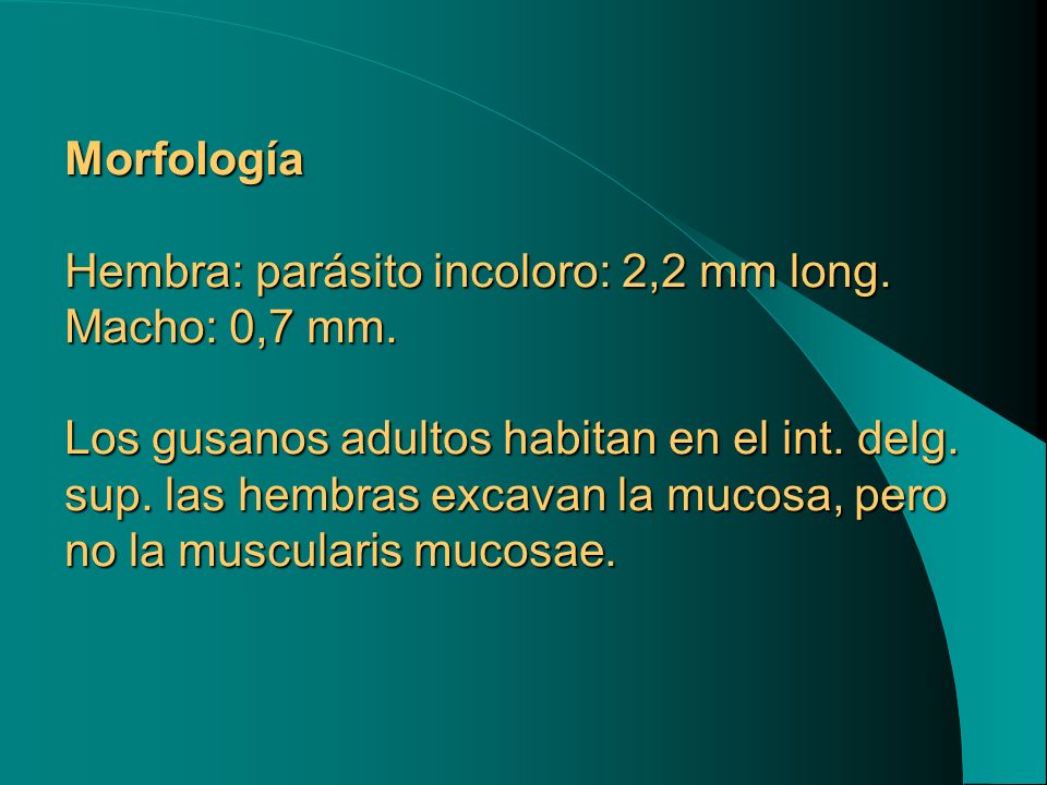 Morfología Hembra: parásito incoloro: 2,2 mm long. Macho: 0,7 mm