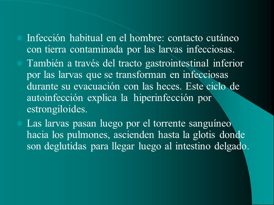 Infección habitual en el hombre: contacto cutáneo con tierra contaminada por las larvas infecciosas.