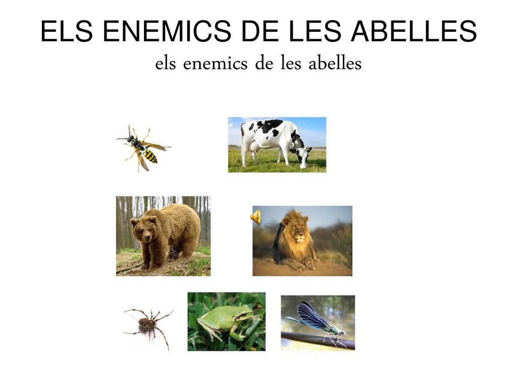 ELS ENEMICS DE LES ABELLES els enemics de les abelles