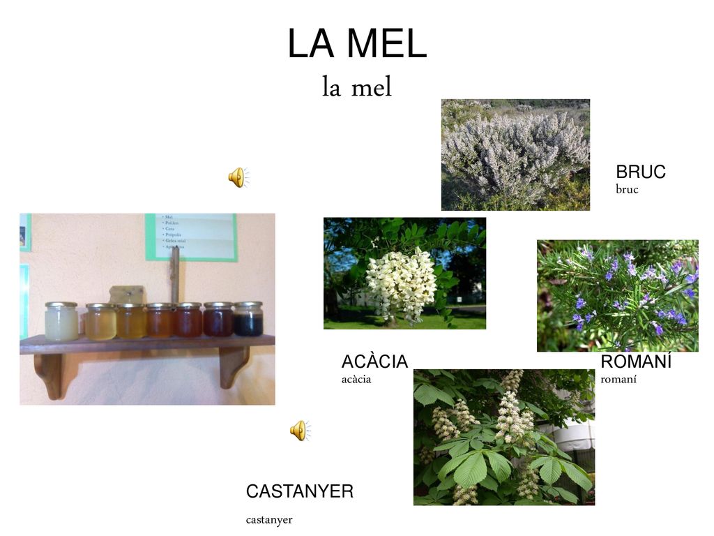 LA MEL la mel BRUC bruc ACÀCIA acàcia ROMANÍ romaní CASTANYER