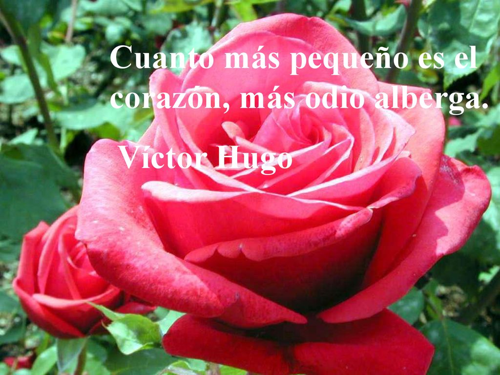 Cuanto más pequeño es el corazón, más odio alberga.