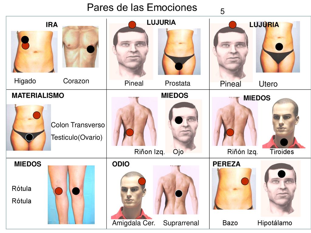 5 Pineal Utero IRA LUJURIA Higado Corazon Pineal Prostata MATERIALISMO
