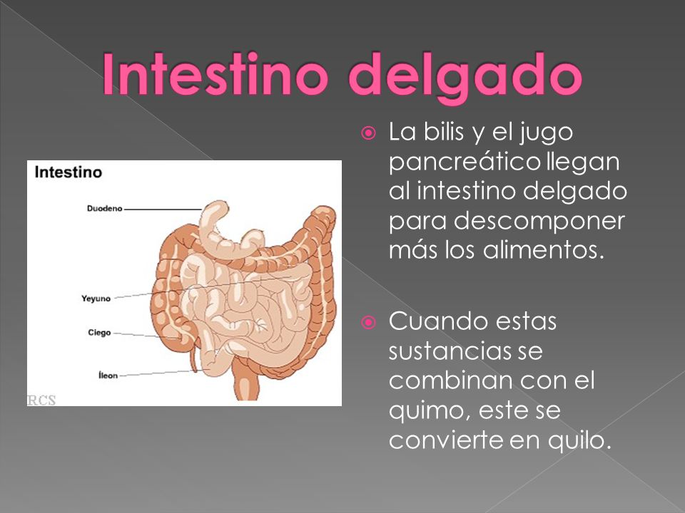 Intestino delgado La bilis y el jugo pancreático llegan al intestino delgado para descomponer más los alimentos.