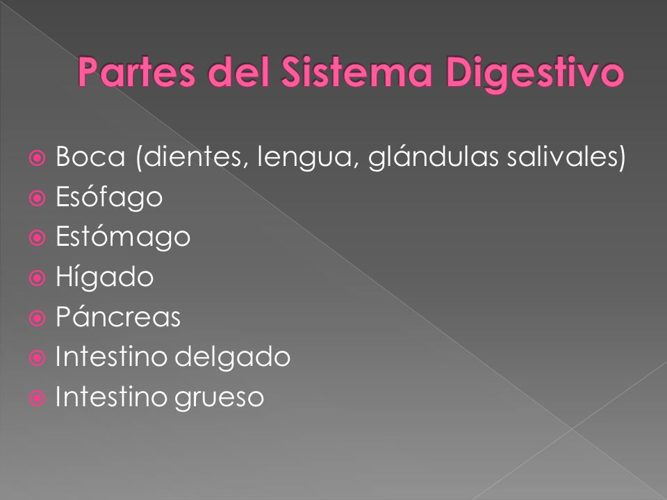 Partes del Sistema Digestivo